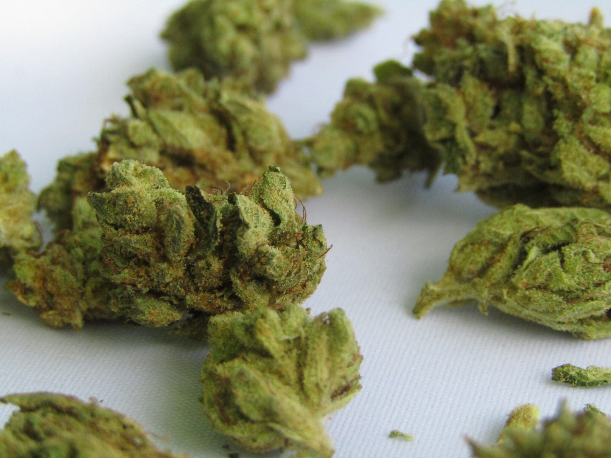 4000 plantes de marijuana et 200 kg prêts à vendre : un Algérien arrêté en flagrant délit à Valence