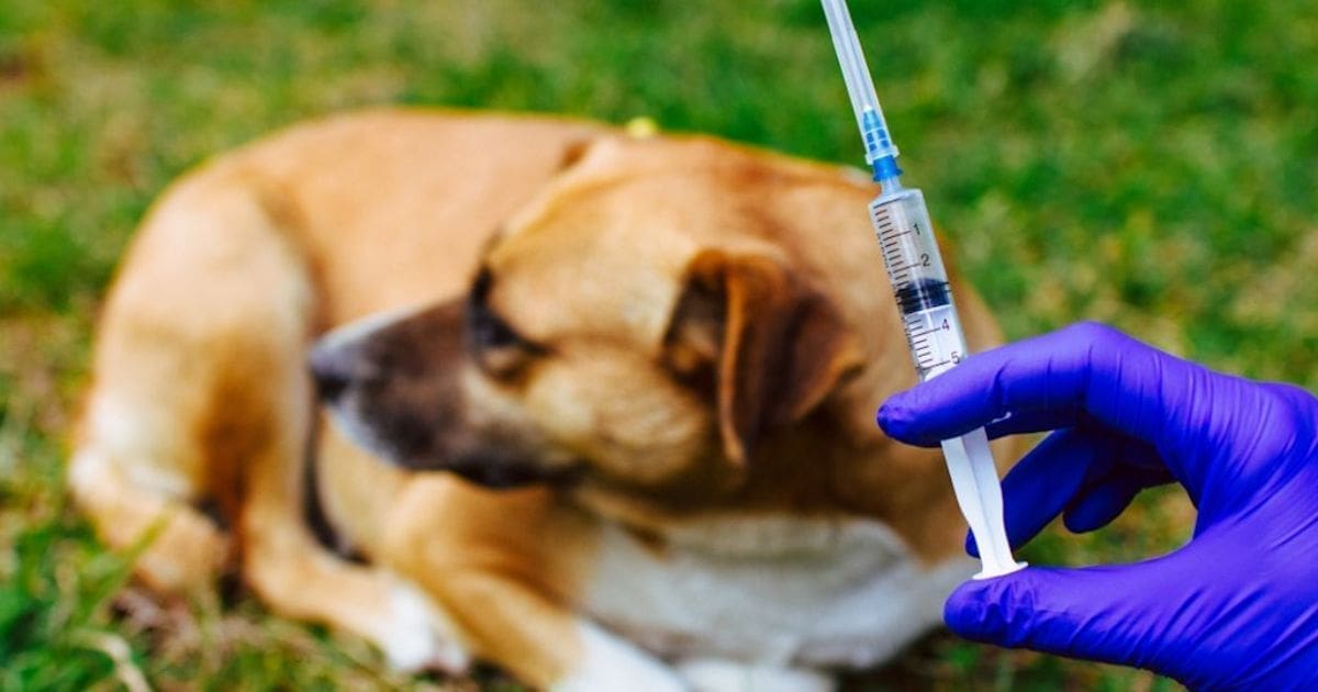 Rage en Algérie : Cette wilaya lance une campagne de vaccination « gratuite »