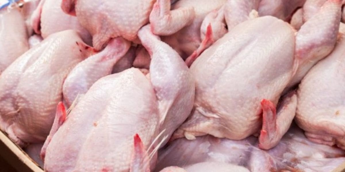 Le marché de la volaille en Algérie : une flambée des prix du poulet inquiète les consommateurs
