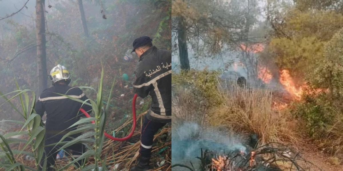 Feux de forêt en Algérie : plus de 12 incendies en moins de 24h