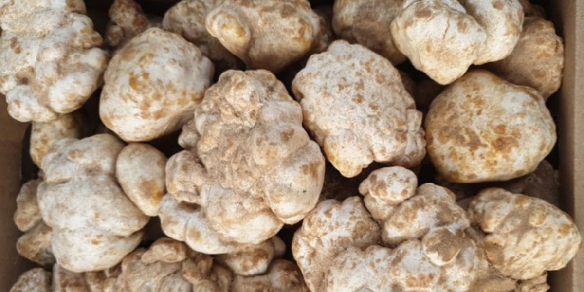 Achetée 50 €, revendue 900 € : la truffe blanche algérienne affole les marchés gastronomiques