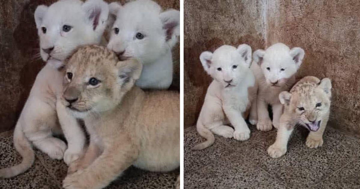 Naissance rare en Algérie : trois lionceaux blancs voient le jour dans le zoo de Berbtia