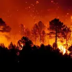 4 individus arrêtés : ce que révèle l’enquête sur les incendies de Tipaza