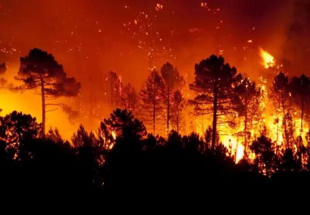 4 individus arrêtés : ce que révèle l’enquête sur les incendies de Tipaza