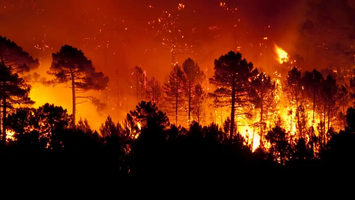 4 individus arrêtés : ce que révèle l’enquête sur les incendies de Tipaza
