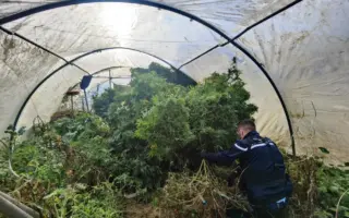 Béjaïa : il faisait pousser du cannabis dans une ferme, un quinquagénaire écroué