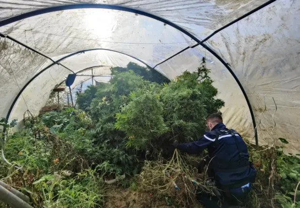 Béjaïa : il faisait pousser du cannabis dans une ferme, un quinquagénaire écroué