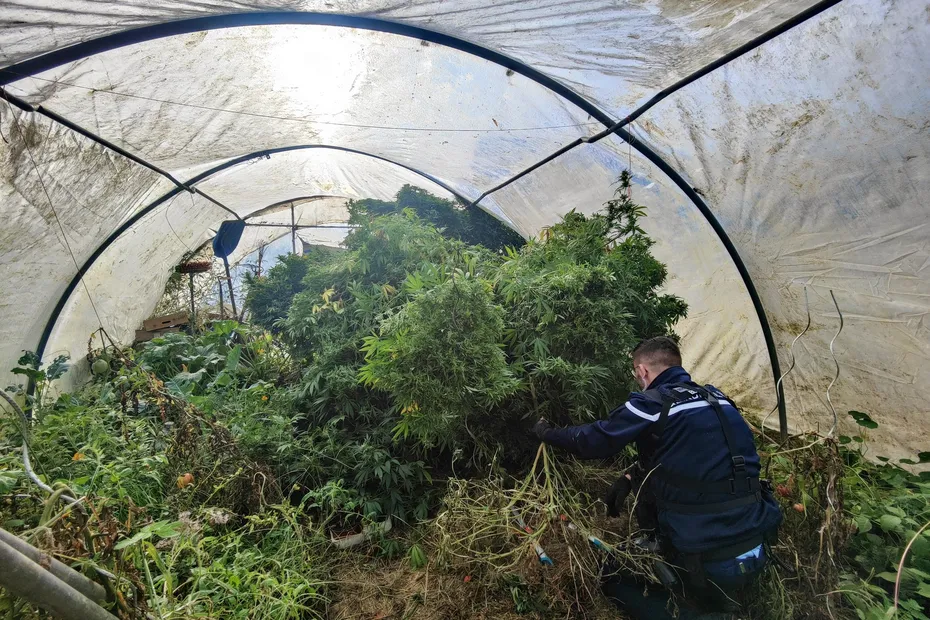 Béjaïa : il faisait pousser du cannabis dans une ferme, un quinquagénaire écroué