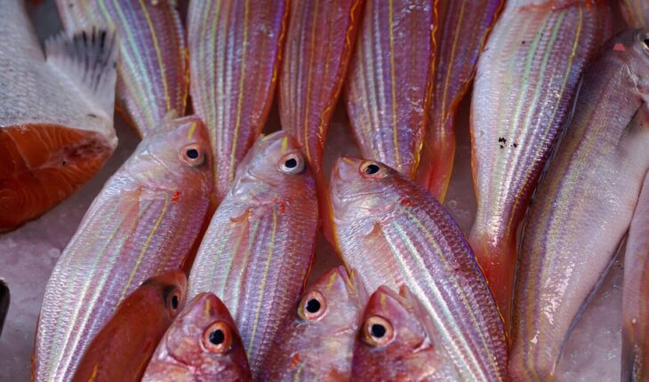 fish, laptop wallpaper, free wallpaper, hd wallpaper, seafood, sea, market, ocean, wallpaper 4k, fishsoup, soup, cook, meal, food, 4k wallpaper 1920x1080, fat, diet, rose flower, cool backgrounds, vitamin, b12, yummy, fatty acid, floral background, vegan, star sign, fishes, wallpaper hd, beautiful wallpaper, shine, 4k wallpaper, nature, red, desktop backgrounds, free background, rose, raw, sweet, angry, salt, flow, profession, fisherman, success, catch, summer, ice fishing, china, restaurant, sushi, japan, windows wallpaper, tradition, gourmet, full hd wallpaper, kitchen, french, enjoyment, hobby, bronche, eye, fin, body, mouth, mac wallpaper, glassy, vacations, leisure time, employment, beautiful, active ingredient, caviar, eggs, background, fish market, shelf, sale, purchasing, selection, equal