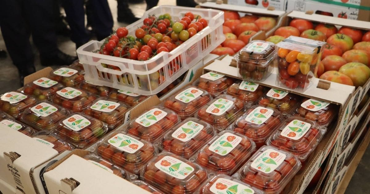 80 tonnes exportées vers l’Espagne : La tomate algérienne joue déjà dans la cour des grands