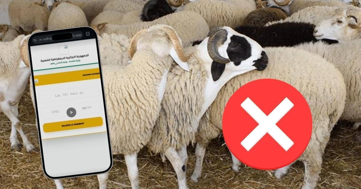 Achat des moutons importés via Adhahi.dz : l’APOCE met en garde