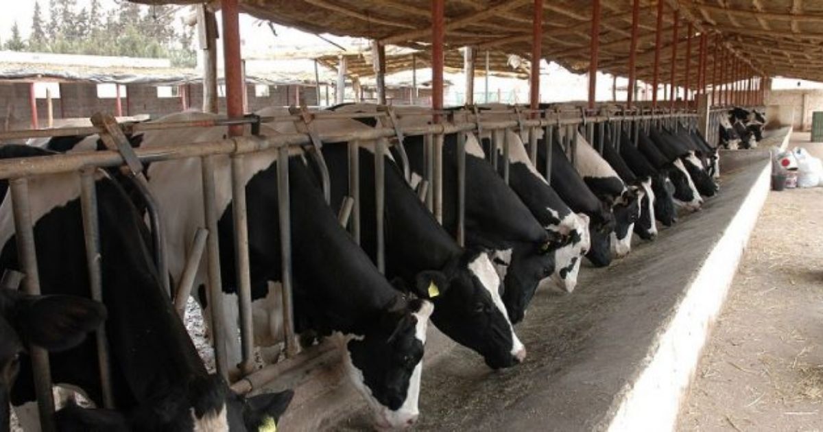 Méga-projet Baladna : Les premières vaches américaines arrivent à partir de cette date