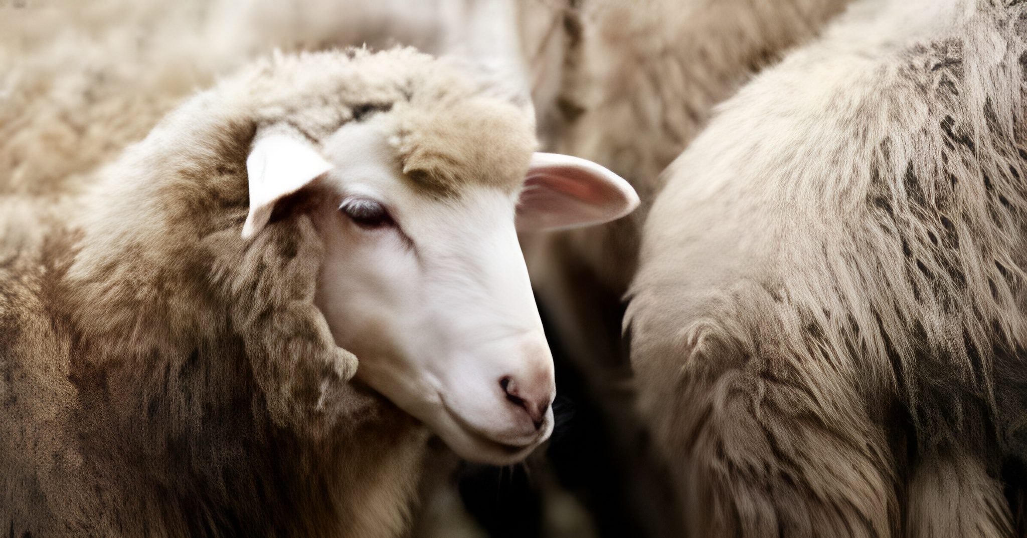 Date de l’Aïd el-Adha 2026 : Ce que disent les calculs astronomiques