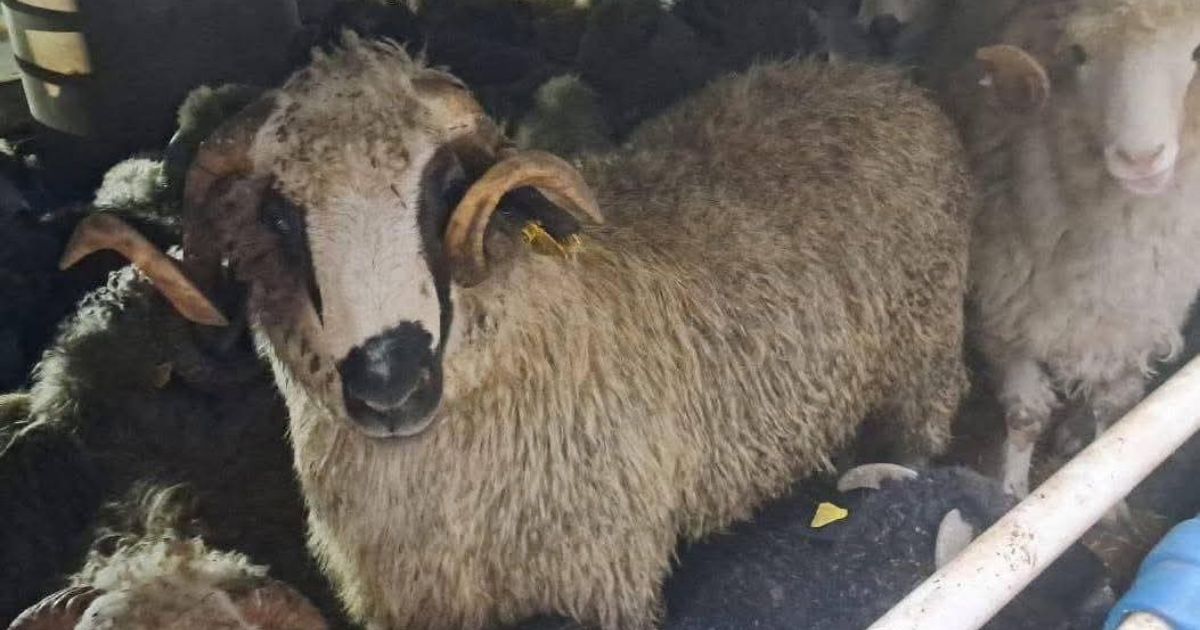 Vente des moutons importés au KG : la solution de Zebdi pour que chaque Algérien paie le « juste prix »