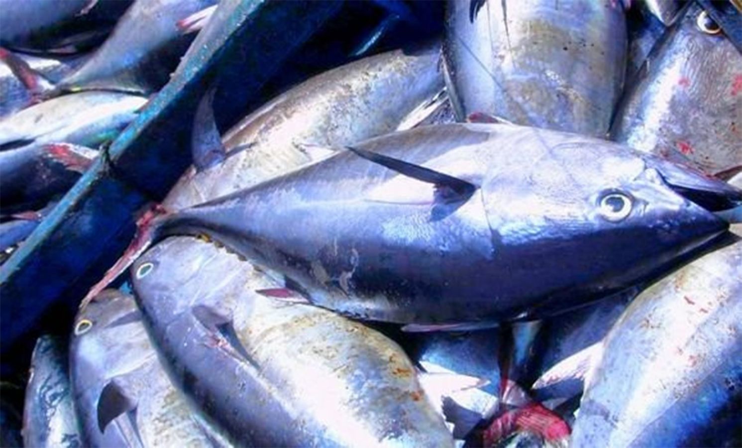 Du poisson à la portée de tous en 2026 : Yacine Oualid met le paquet sur la pêche