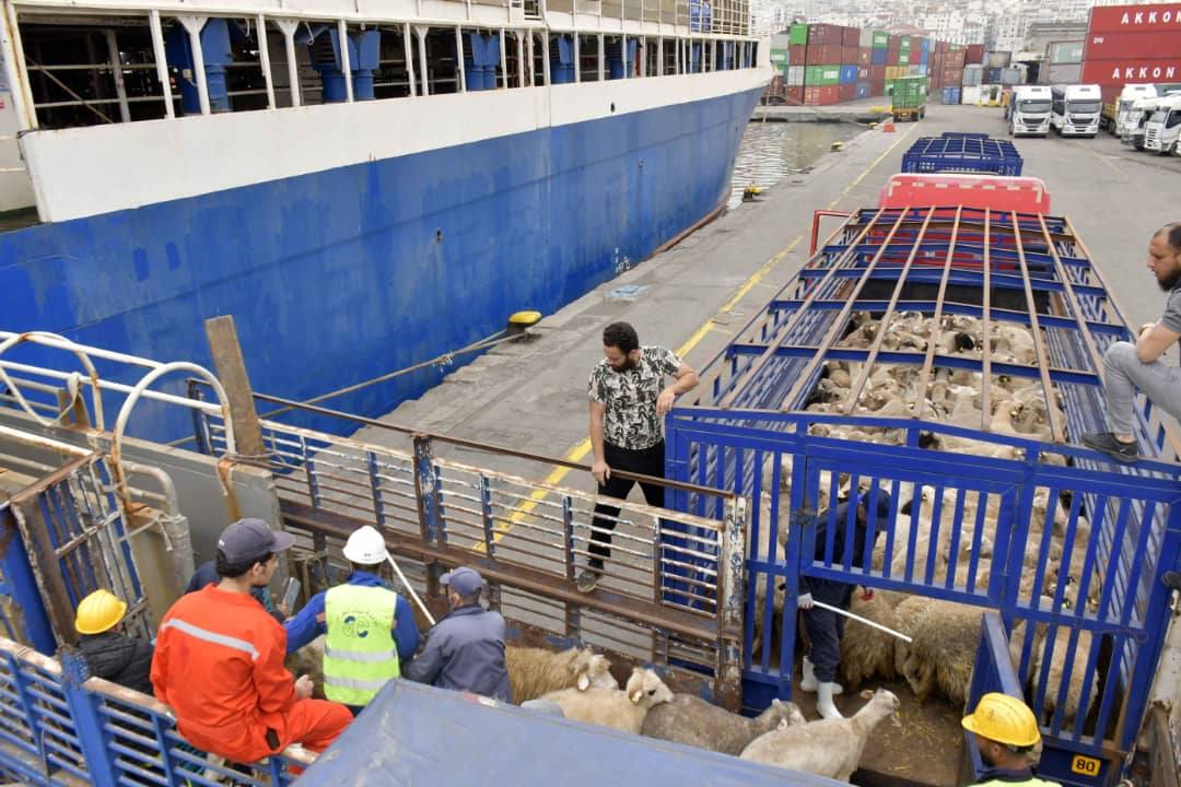 Moutons de l’Aïd : une nouvelle cargaison débarque à Alger… les prix vont-ils enfin baisser ?