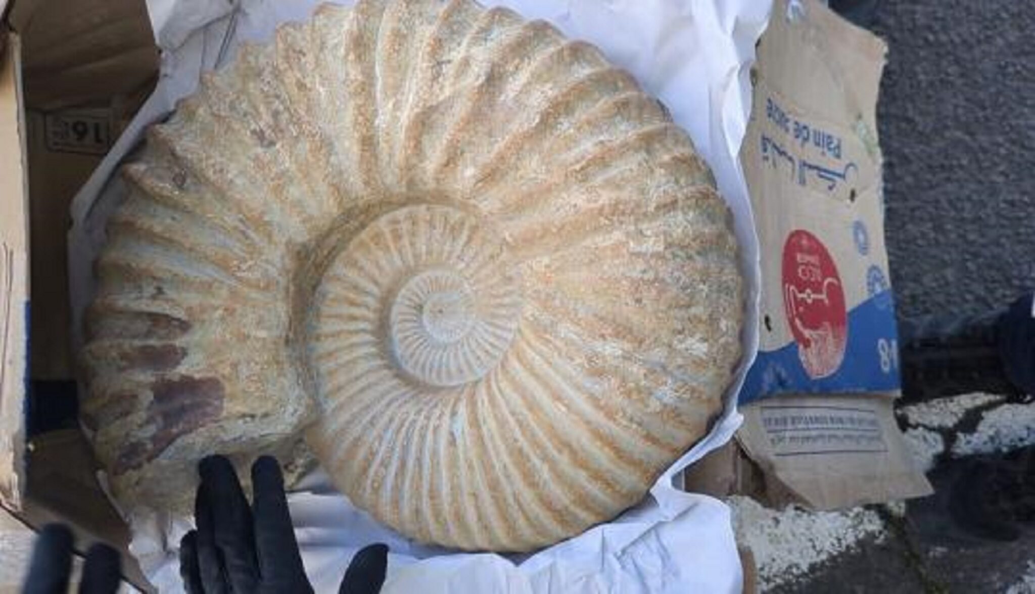 France : 2 000 objets préhistoriques d’Algérie saisis dans une salle des ventes