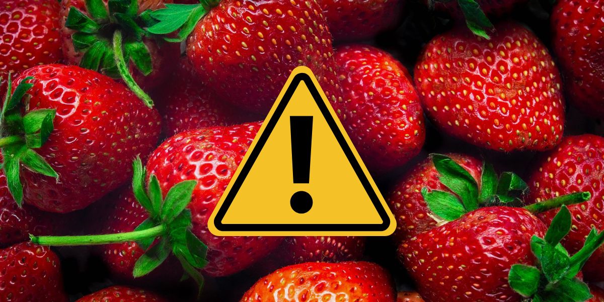 Vente de fraises sur le marché algérien : faites attention à cette pratique avant d’acheter