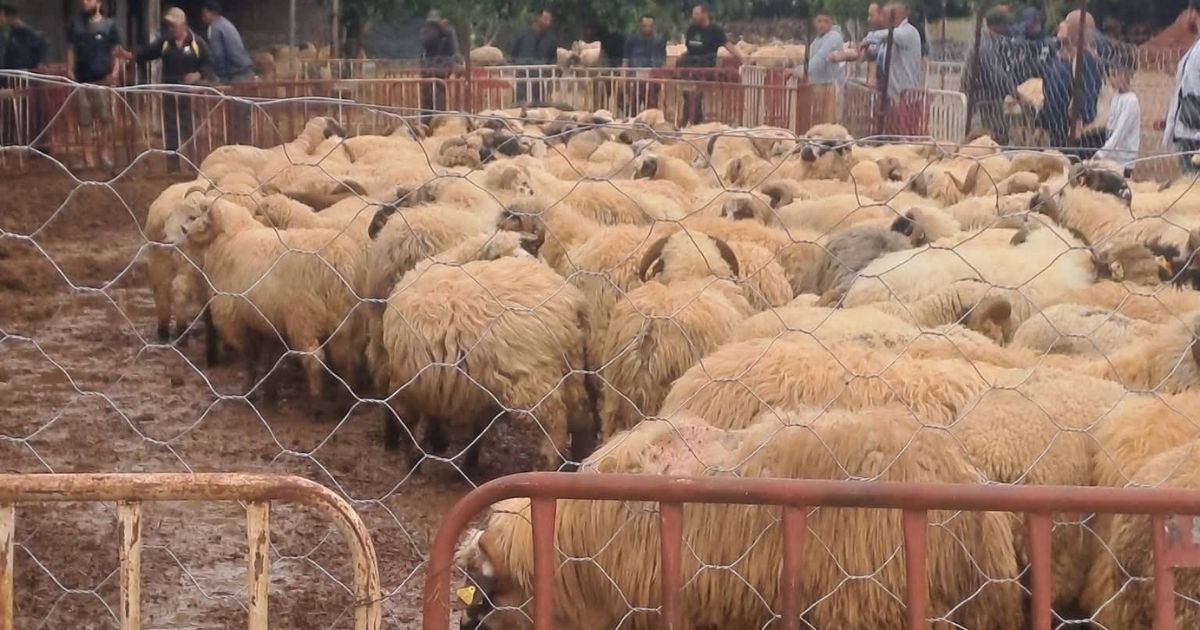 Mouton importés : cette pratique courante chez les Algériens peut les tuer, avertit une vétérinaire