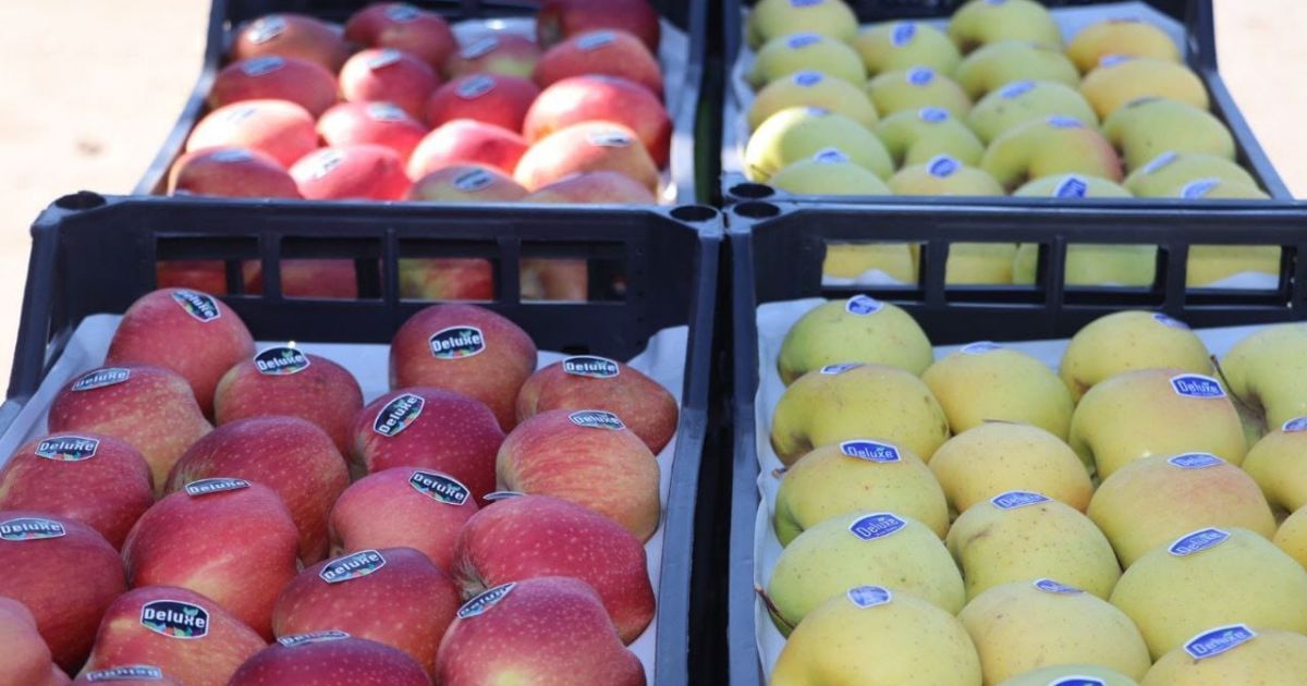 Après la tomate, l’État s’attaque à la filière pomme : Voici ce qui va changer