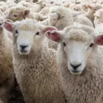Aïd El-Adha 2026 : comment acquérir votre mouton via la plateforme adhahi.dz ?