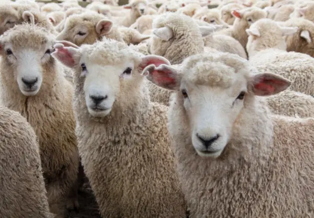 Aïd El-Adha 2026 : comment acquérir votre mouton via la plateforme adhahi.dz ?
