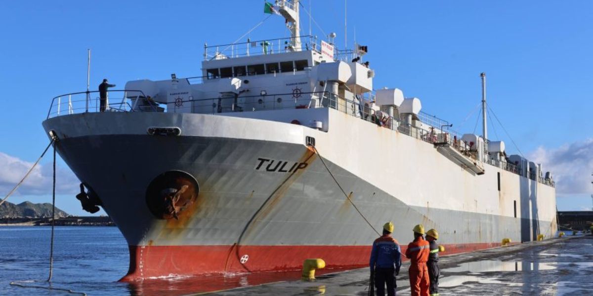 Aïd el-Adha 2026 : arrivée de plus de 13 000 moutons importés au port de Skikda