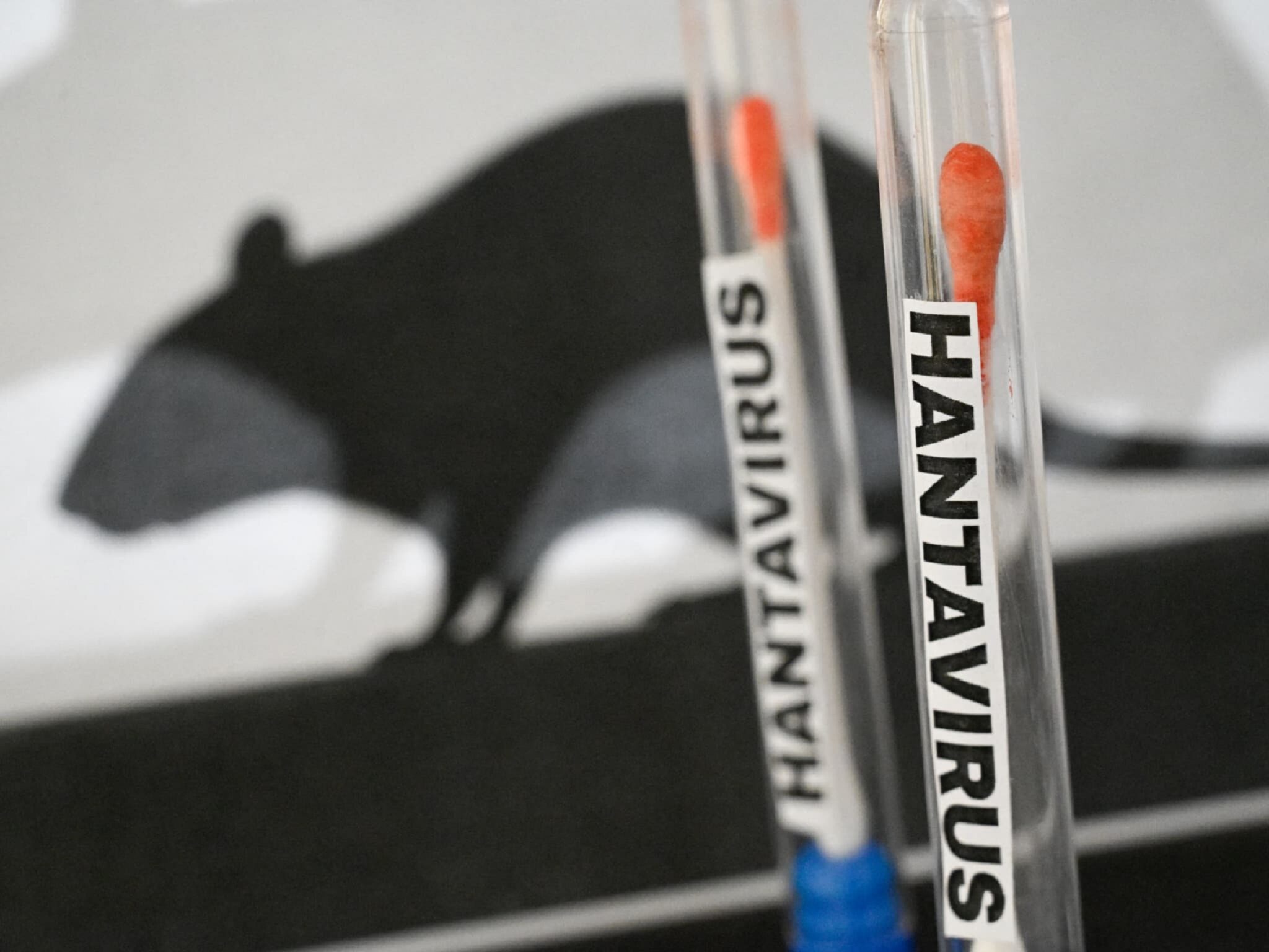 Hantavirus : un premier test positif et 22 cas contacts identifiés en France
