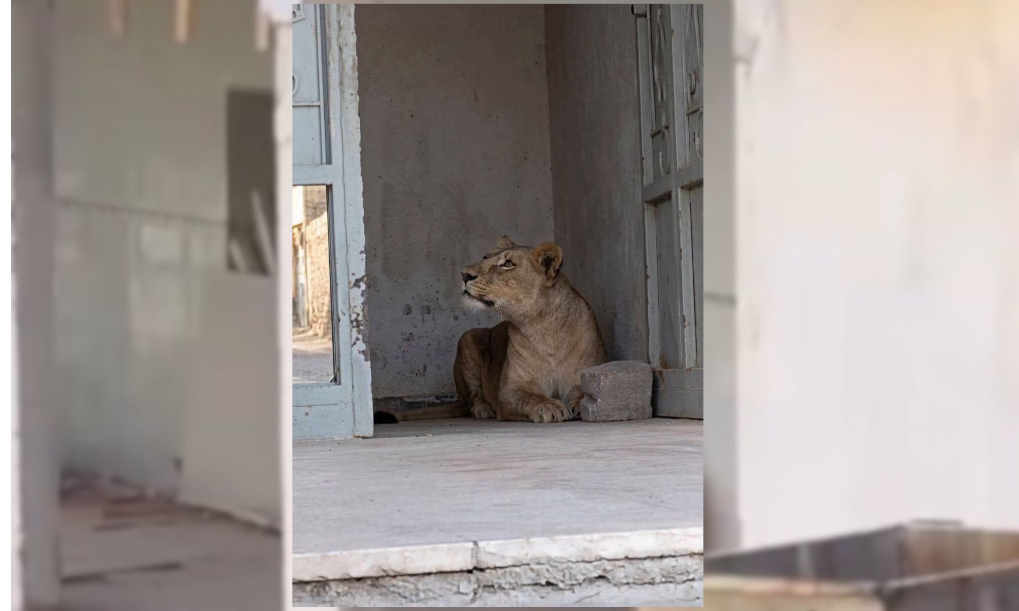Scène rare et inquiétante en Algérie : une lionne en liberté filmée en pleine rue (VIDÉO)