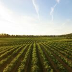 Importations agricoles : le ministère met fin à l’opacité avec une nouvelle plateforme