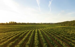 Importations agricoles : le ministère met fin à l’opacité avec une nouvelle plateforme