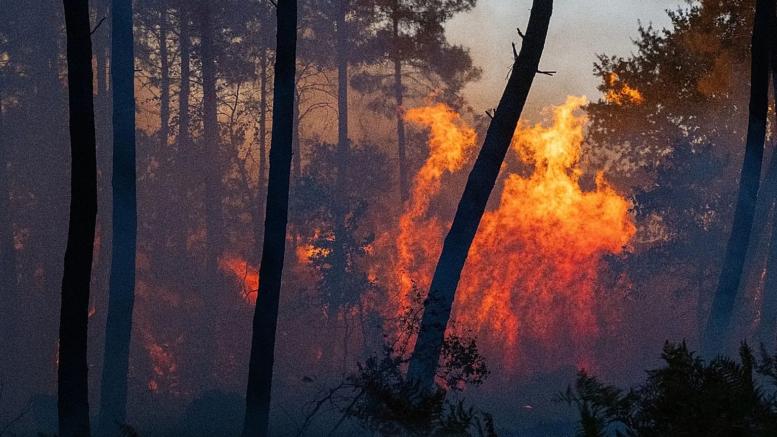 Feux de forêt : plusieurs wilayas touchées et des familles évacuées à cette wilaya