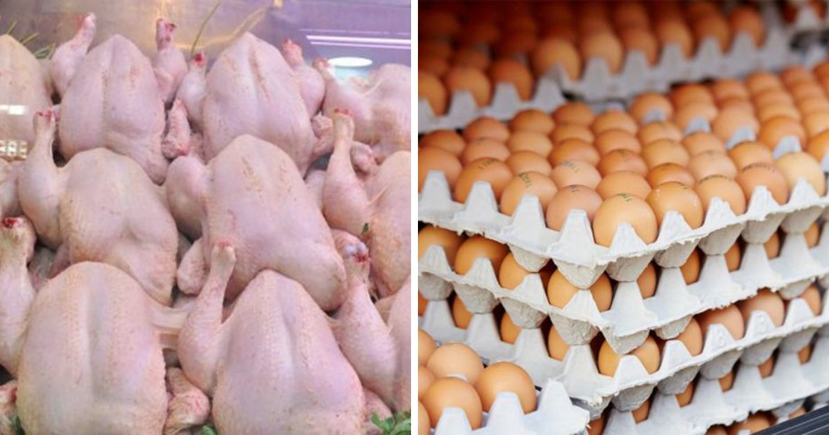 Poulet à 500 DA/kg, plateau d’œufs à 600 DA : l’État intervient pour faire chuter les prix