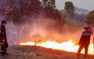 Feux de forêt : Malgré 45 foyers maîtrisés, ces 14 wilayas luttent toujours contre les flammes