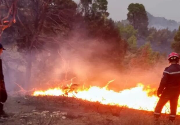 Feux de forêt : Malgré 45 foyers maîtrisés, ces 14 wilayas luttent toujours contre les flammes