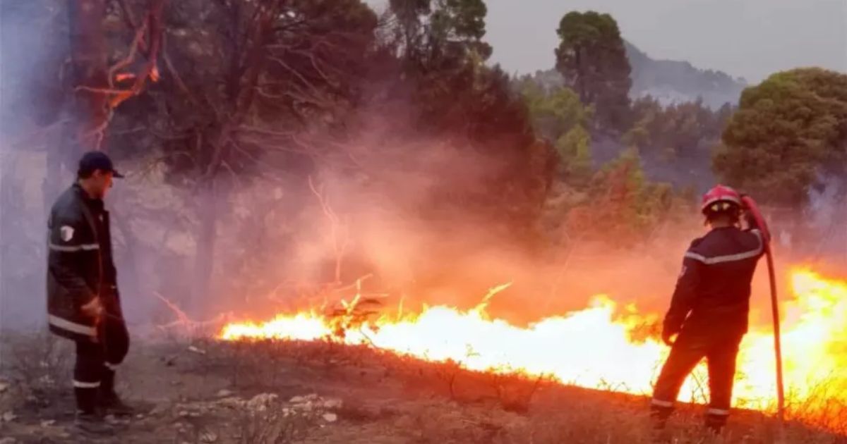 Feux de forêt : Malgré 45 foyers maîtrisés, ces 14 wilayas luttent toujours contre les flammes