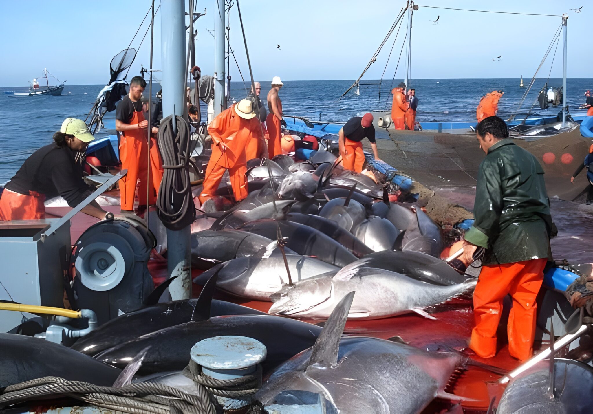 Pêche au thon rouge : l&rsquo;Algérie durcit les règles avec des caméras 3D et une traçabilité électronique