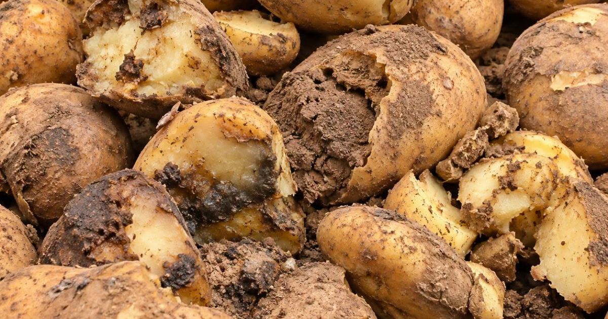 Pomme de terre plafonnée à 90 DA : Himayatec dénonce des produits « impropres à la consommation »