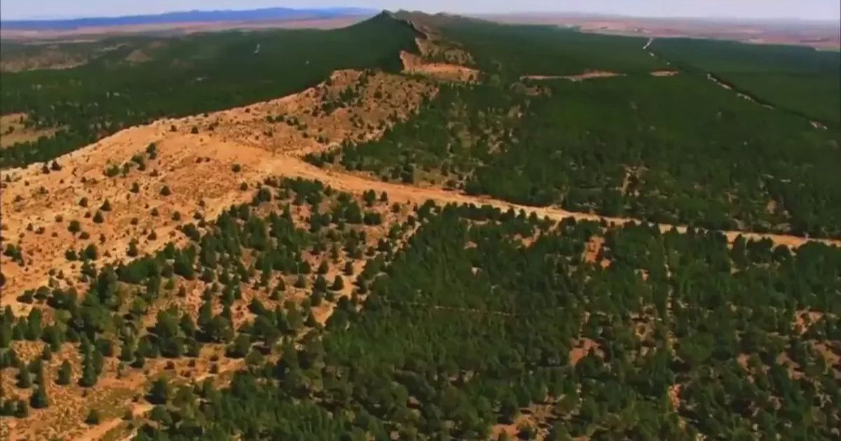 Restauration du couvert végétal : la DGF dévoile un programme massif de reboisement à travers le pays